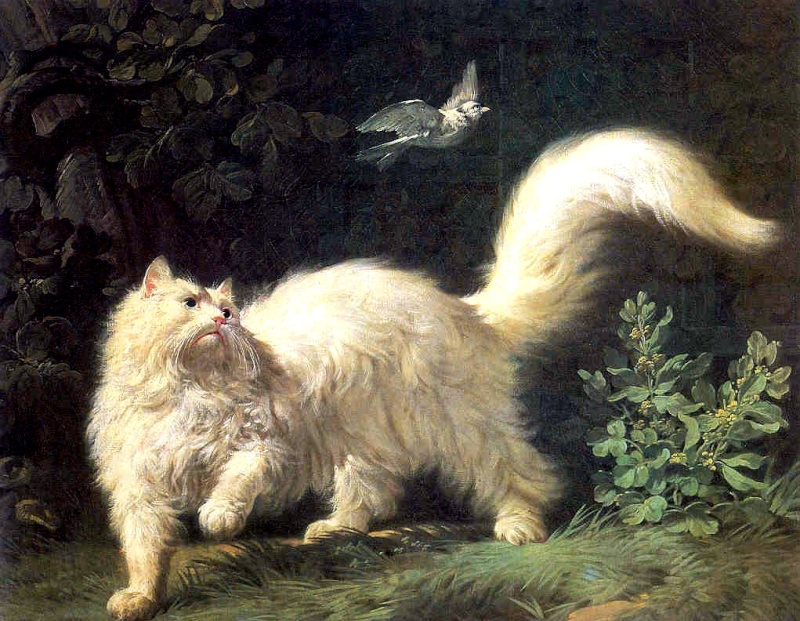 Un chat Angora