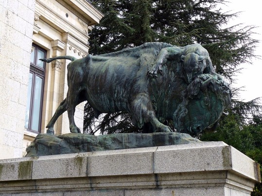 Jaguar attaquant un bison