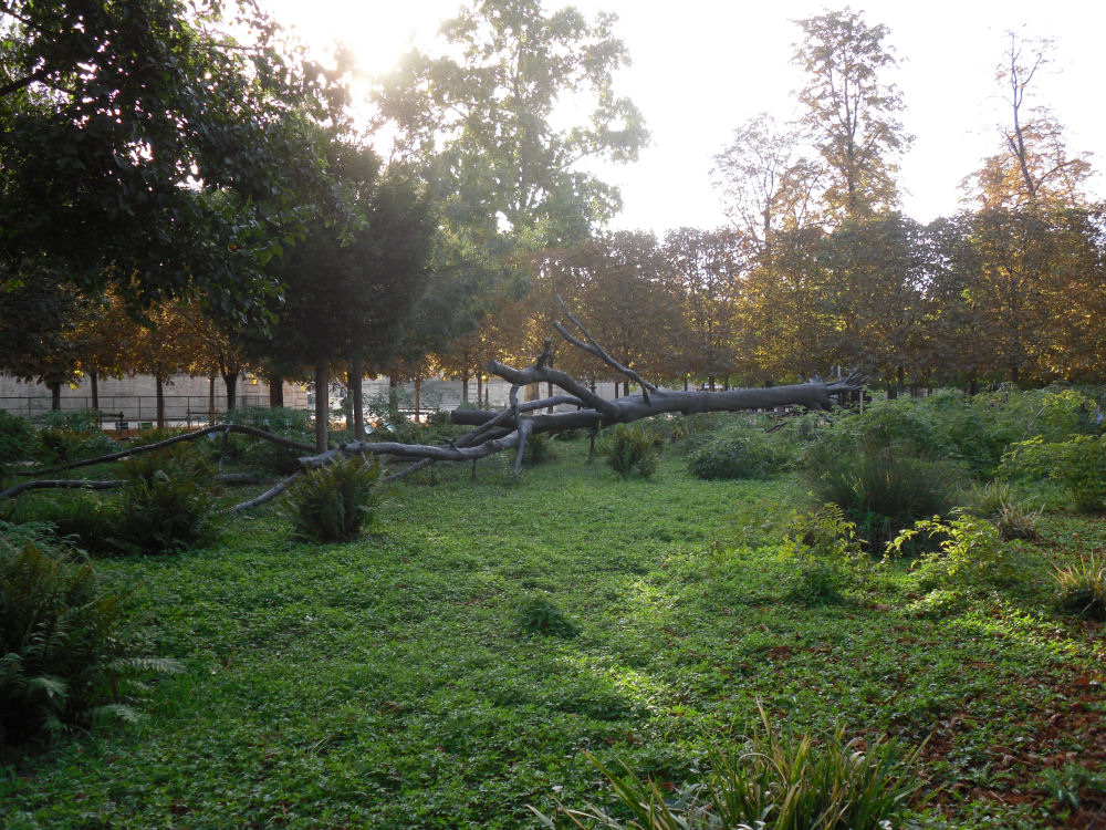 L'arbre des voyelles